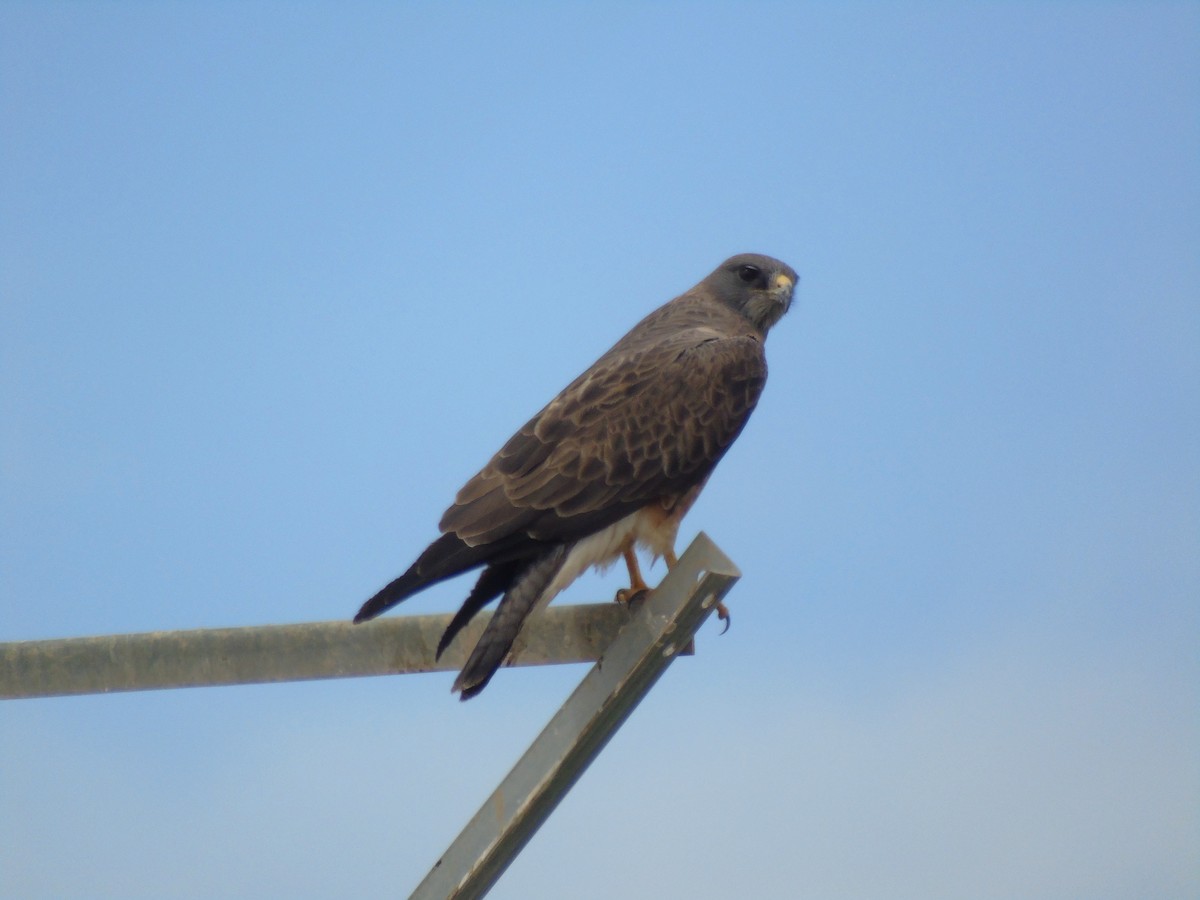 Swainson's Hawk - ML640299150