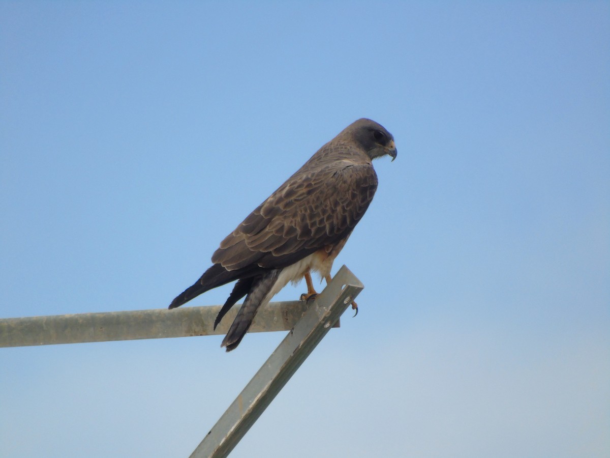 Swainson's Hawk - ML640299151