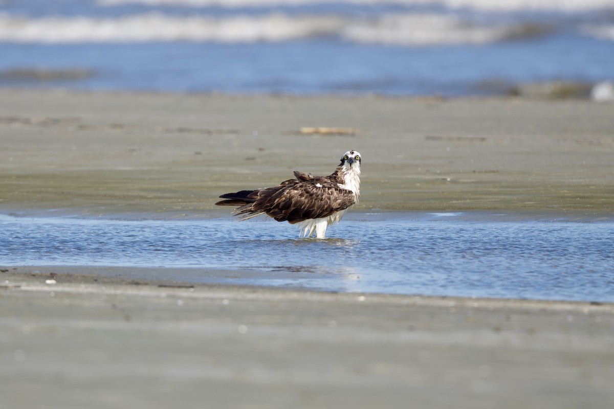 Osprey - ML640299174