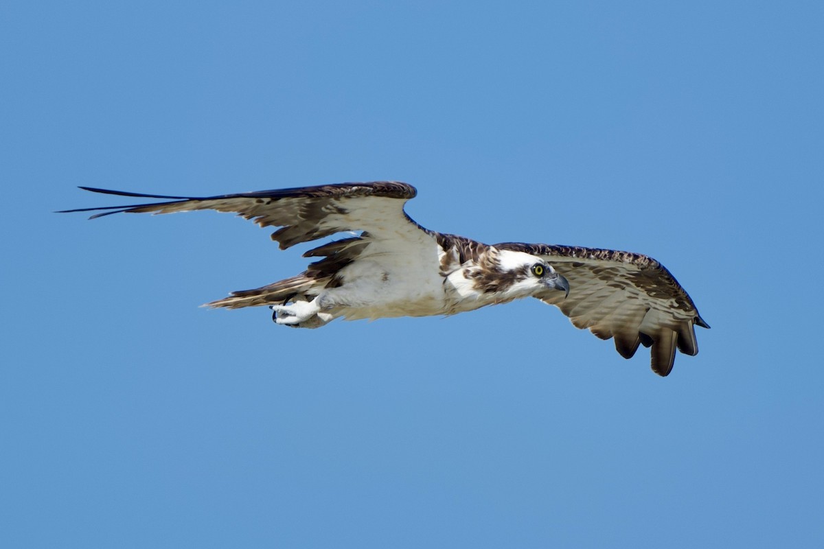 Osprey - ML640299177