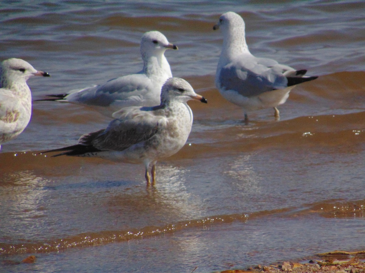 California Gull - ML640299180