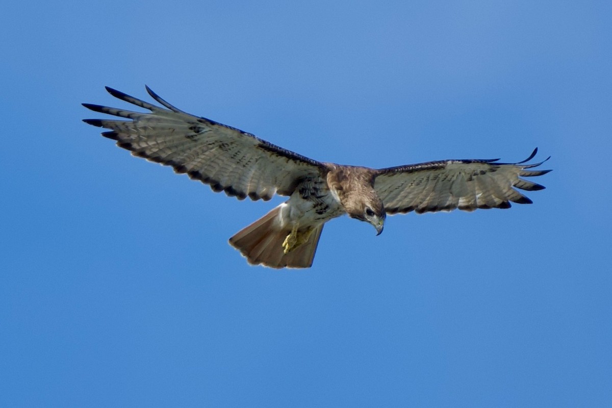 Red-tailed Hawk - ML640299181