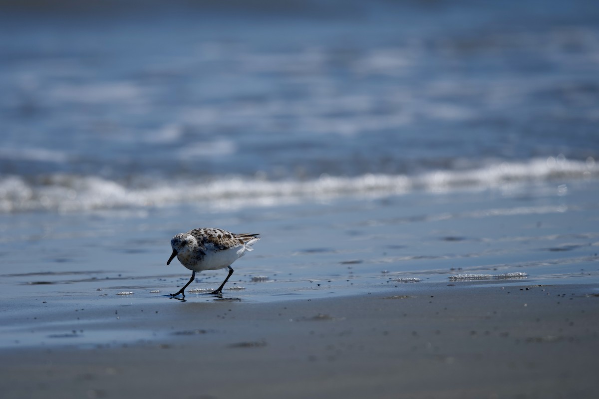 Sanderling - ML640299239