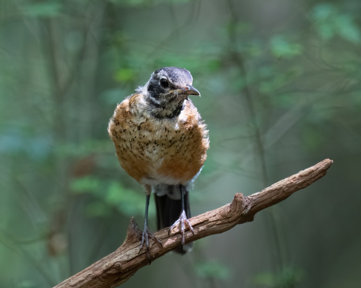 Zozo papargorria - ML640299241