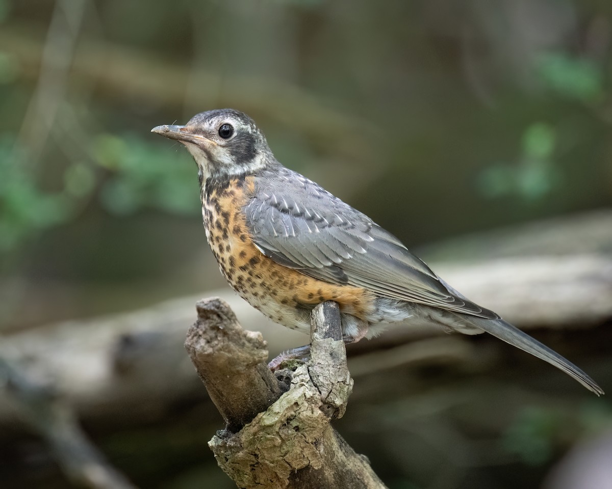 Zozo papargorria - ML640299245