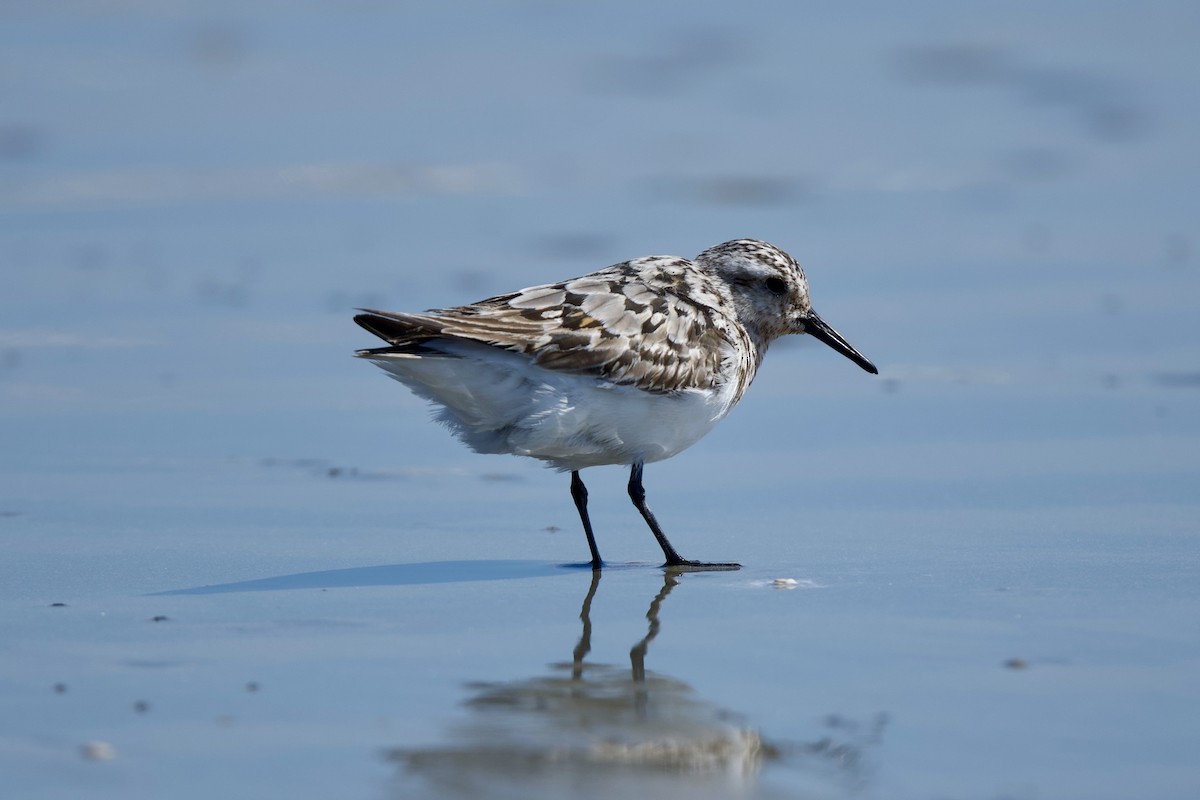 Sanderling - ML640299247