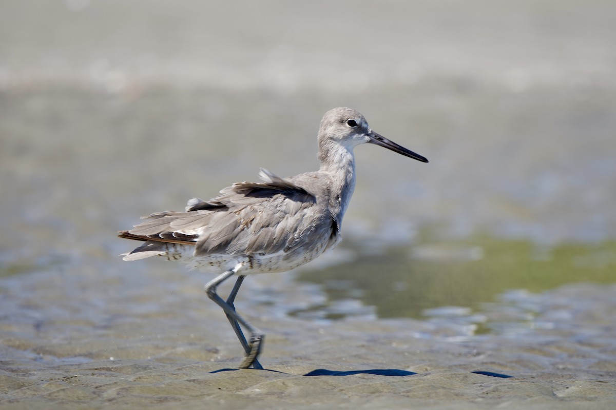 Willet - ML640299310