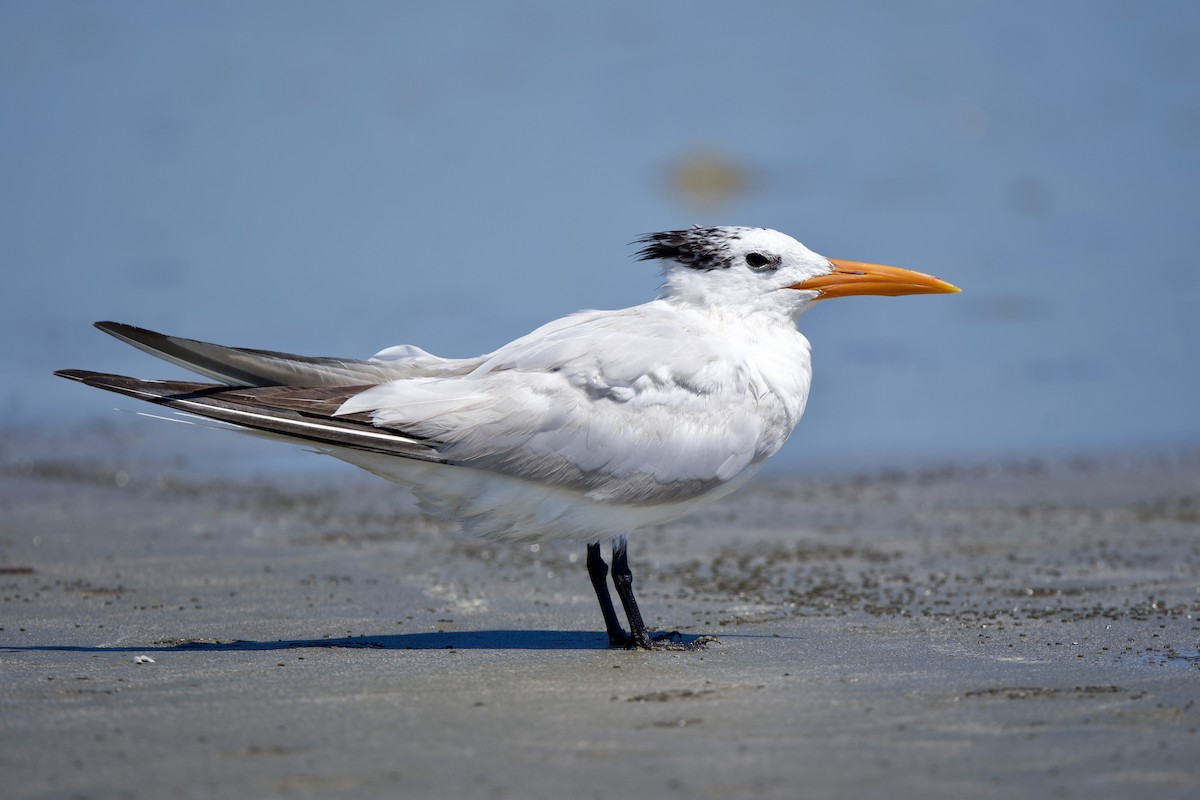 Royal Tern - ML640299334