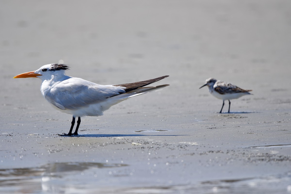 Royal Tern - ML640299338