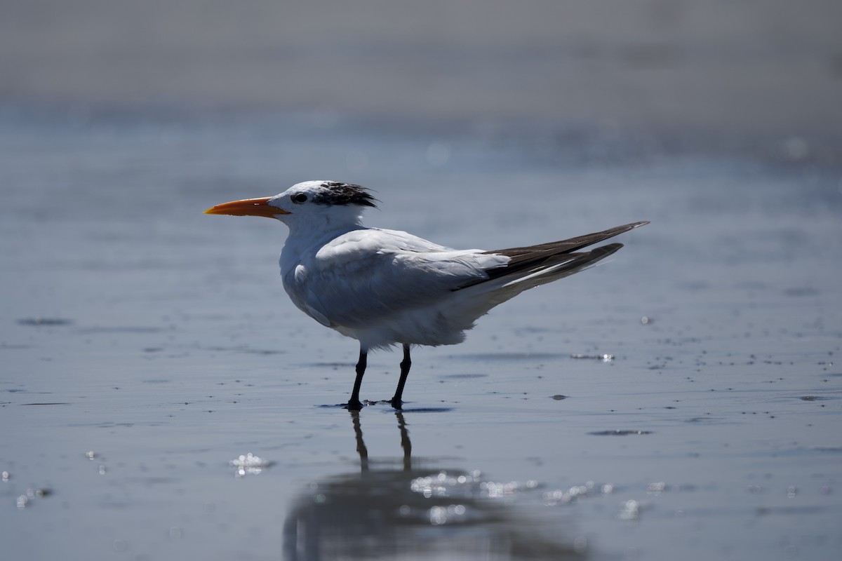 Royal Tern - ML640299348