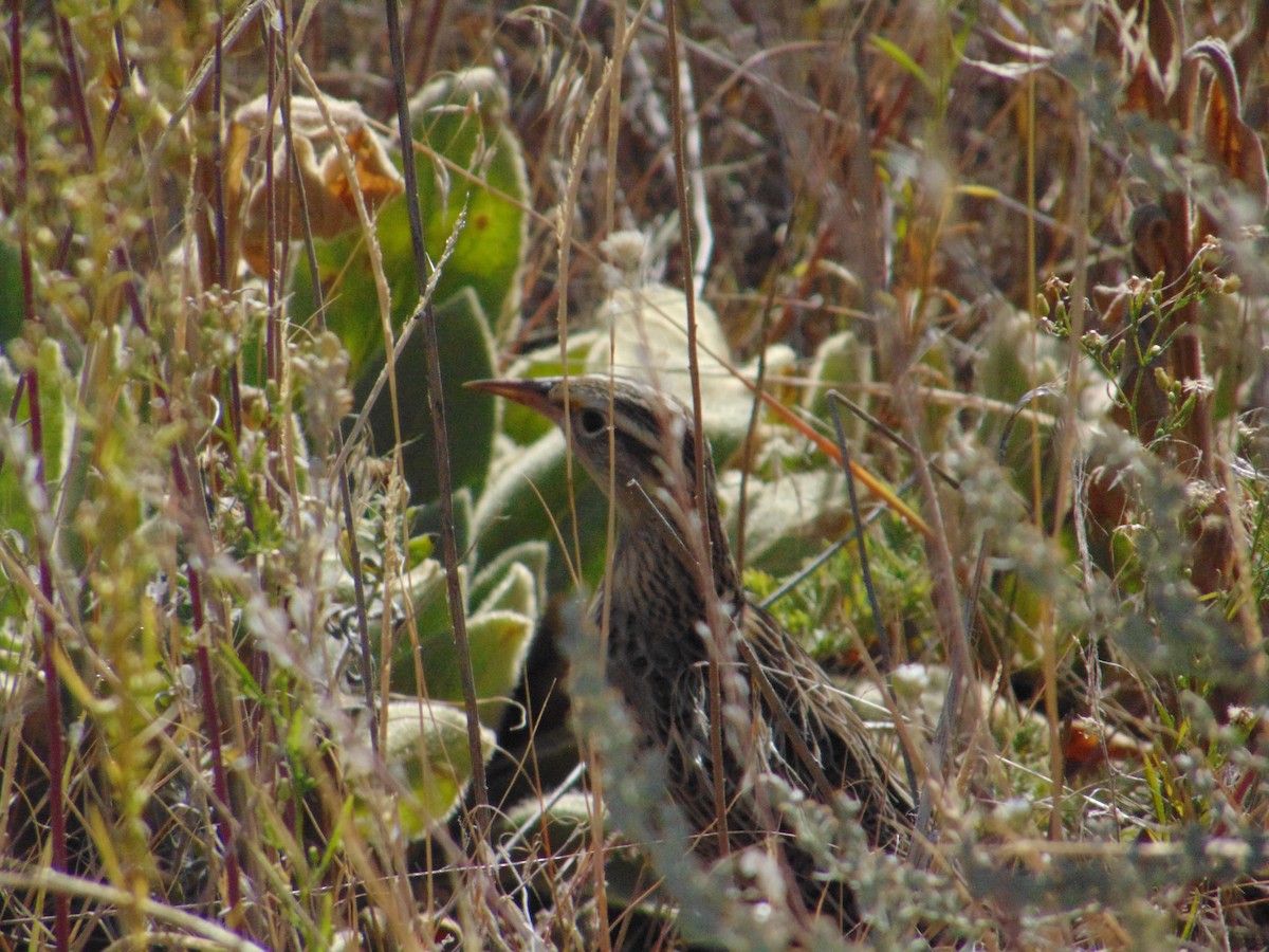 Western Meadowlark - ML640299351