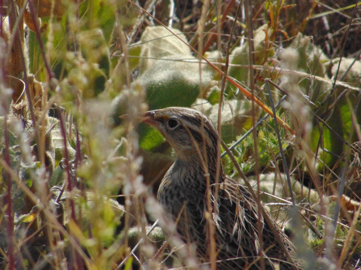Western Meadowlark - ML640299381