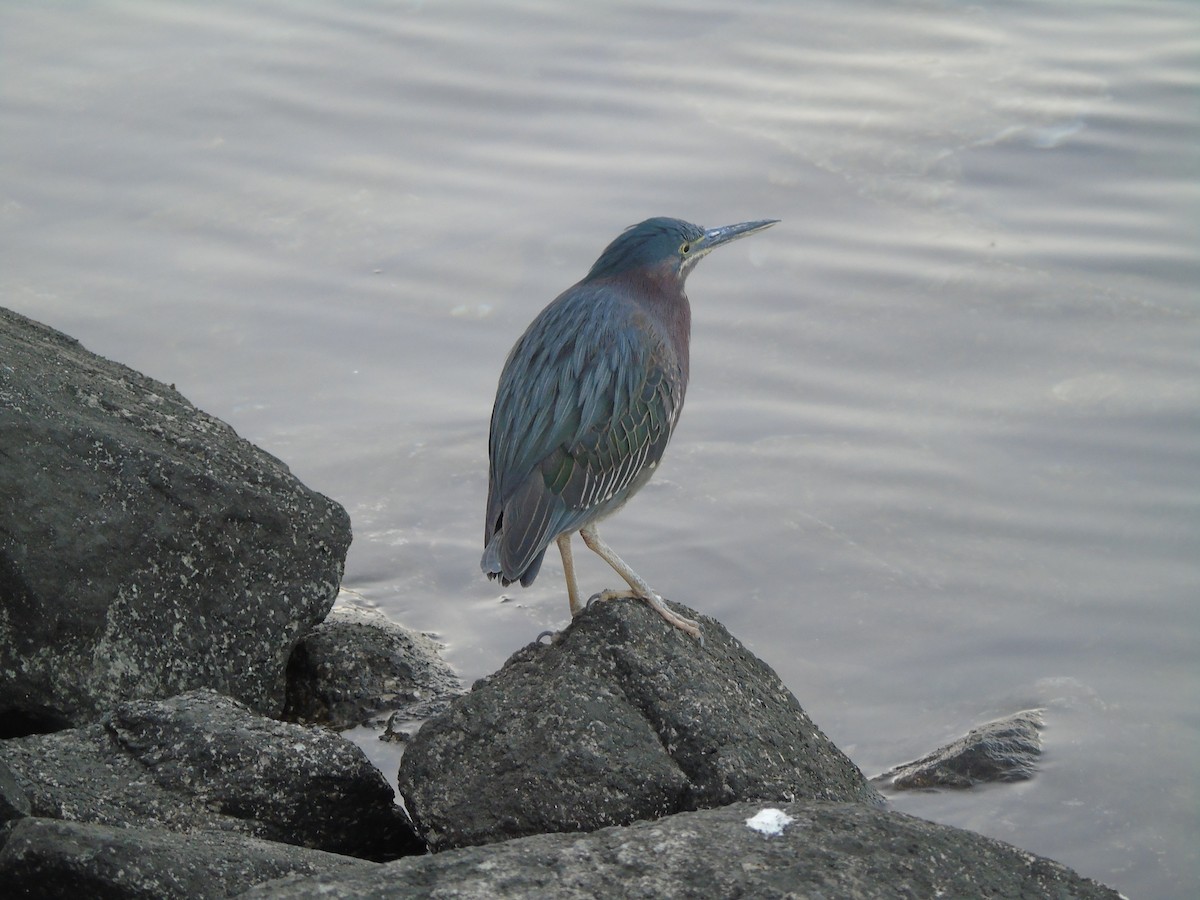 Green Heron - ML640299384