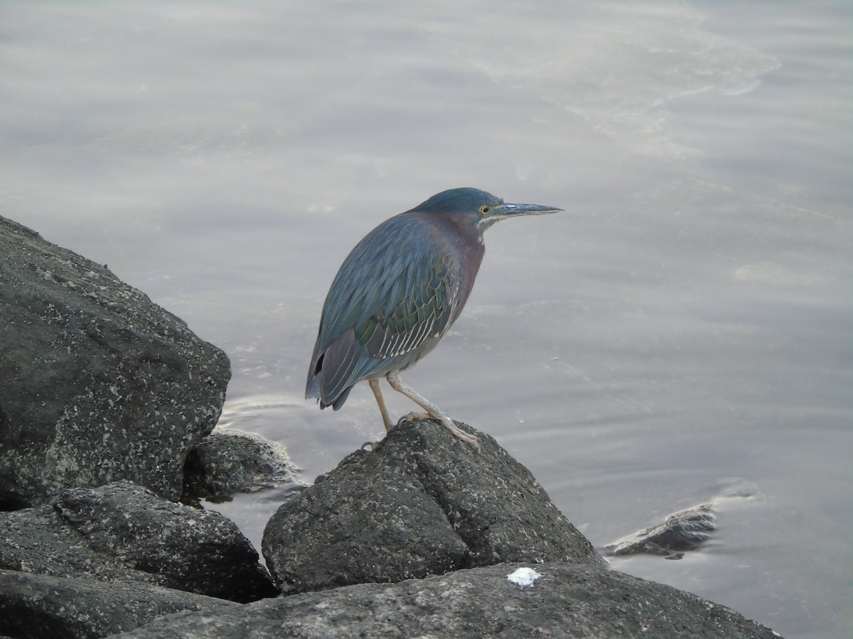 Green Heron - ML640299385