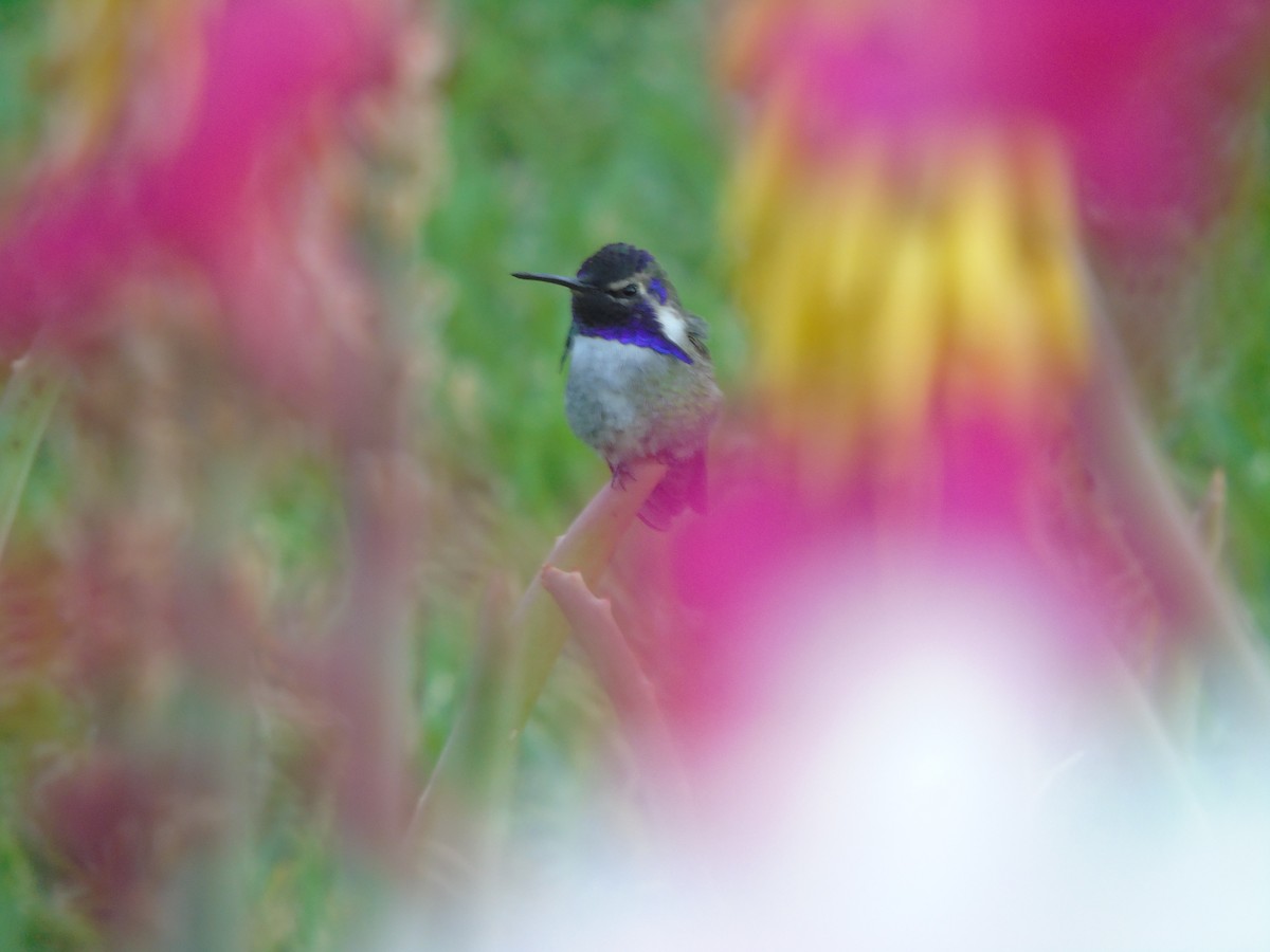 Costa's Hummingbird - ML640299413