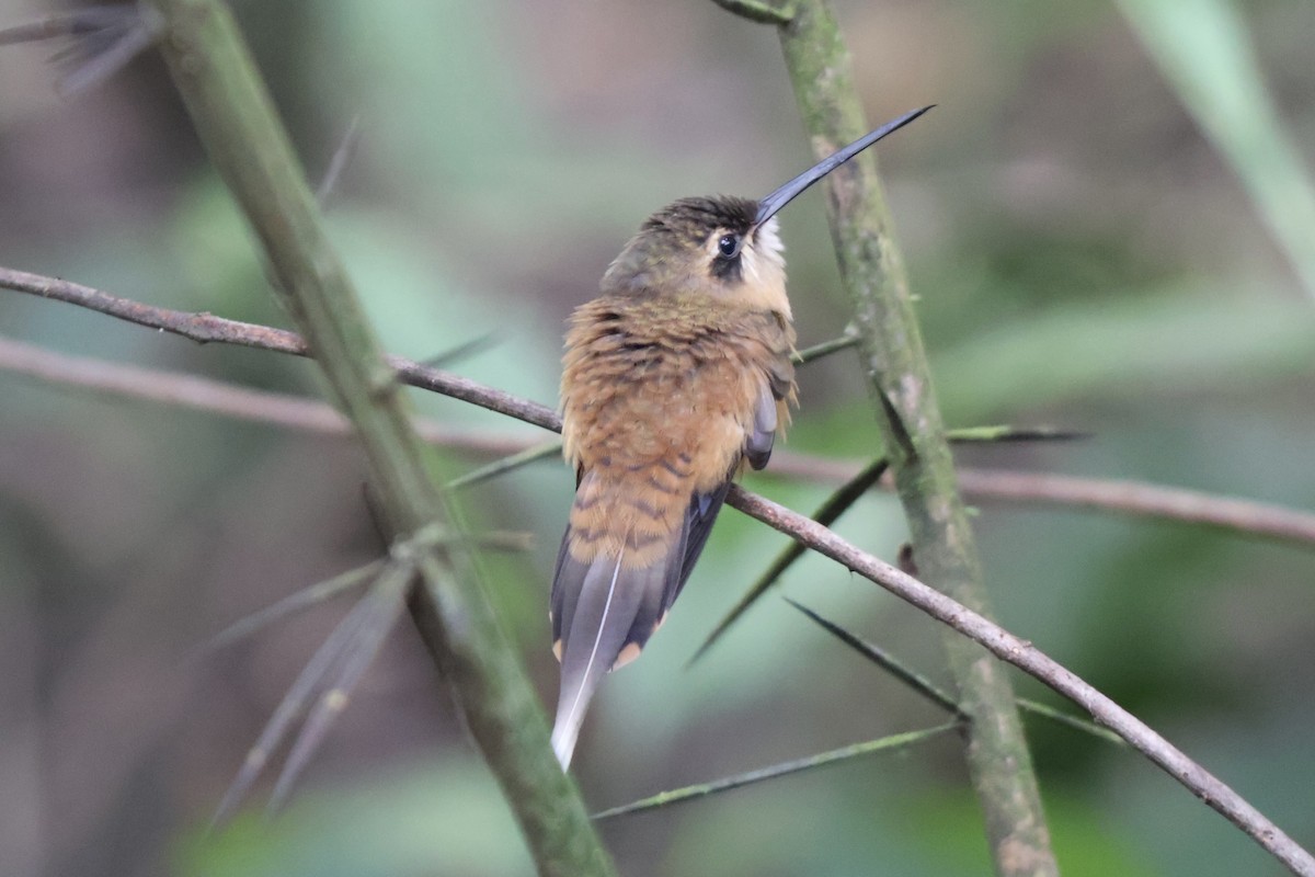 Koepcke's Hermit - ML640299422