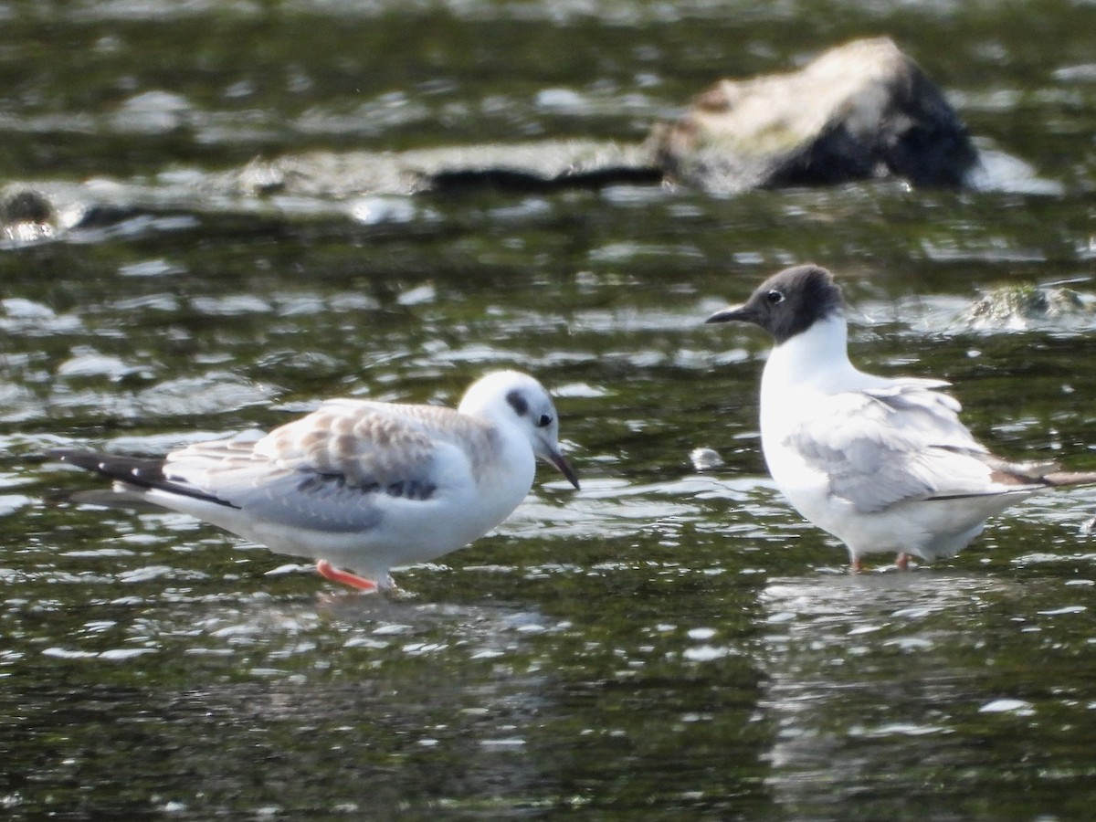 ボナパルトカモメ - ML640299491