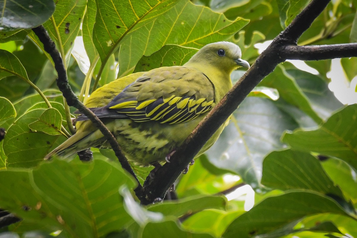 Gray-fronted Green-Pigeon - ML640299541