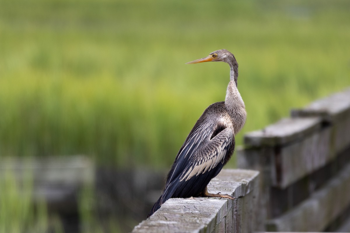 Anhinga - ML640299581