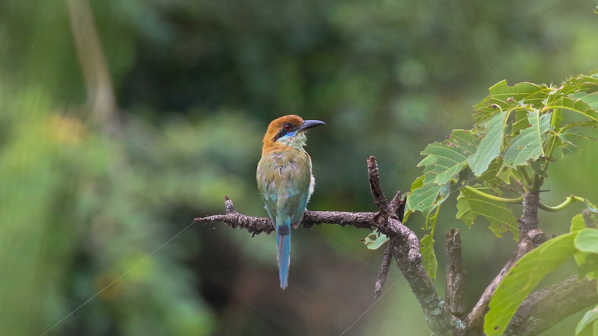 Russet-crowned Motmot - ML640299608