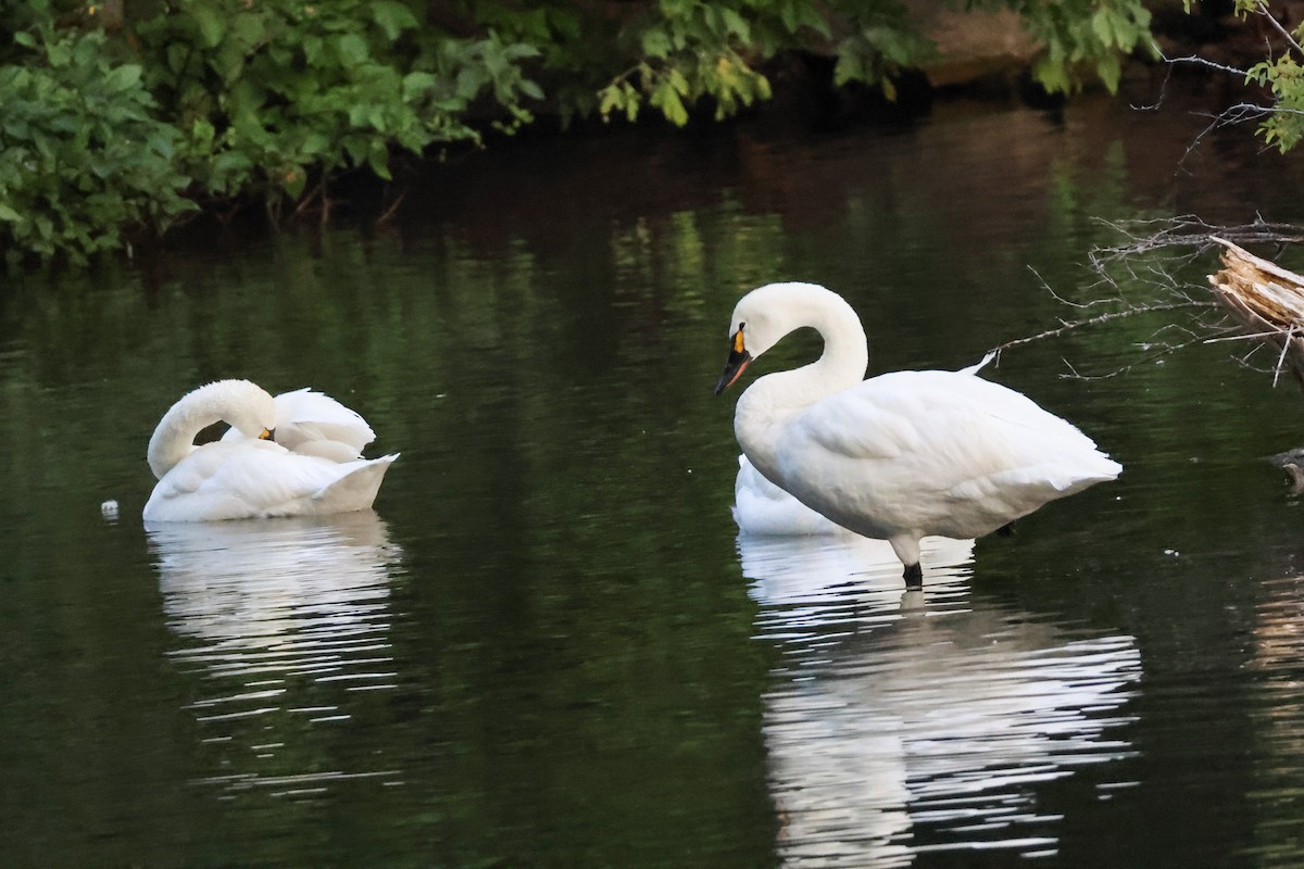 Гунгар хун - ML640299617