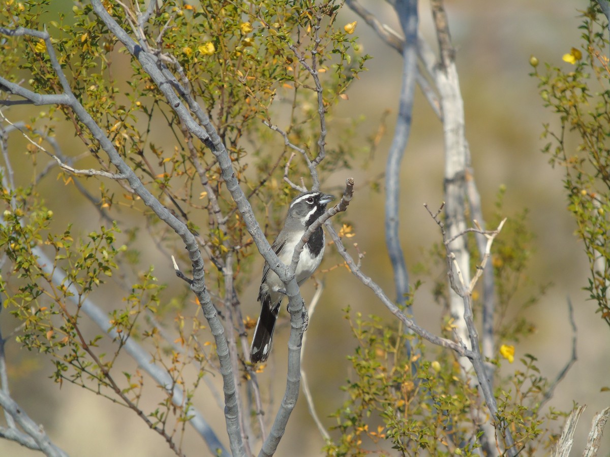 Black-throated Sparrow - ML640299643