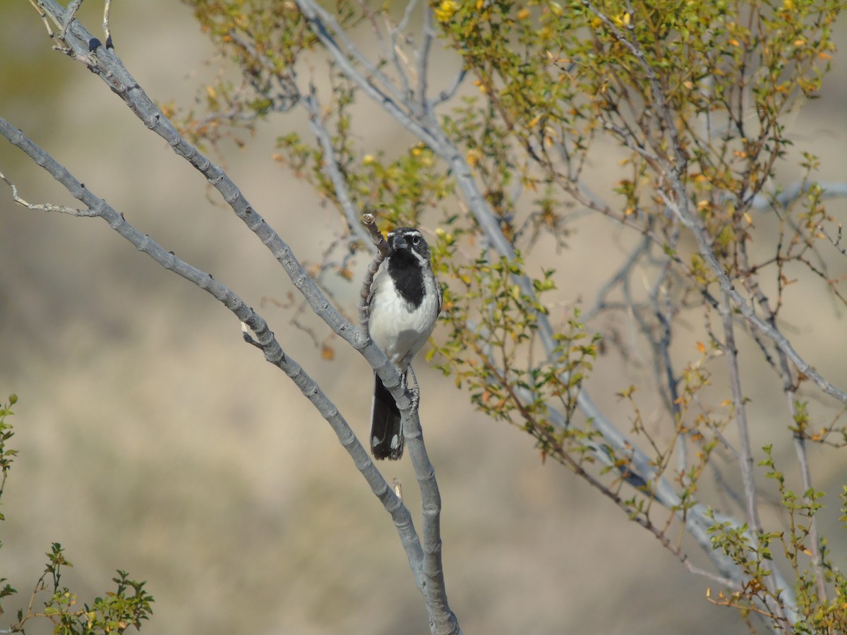 Black-throated Sparrow - ML640299645