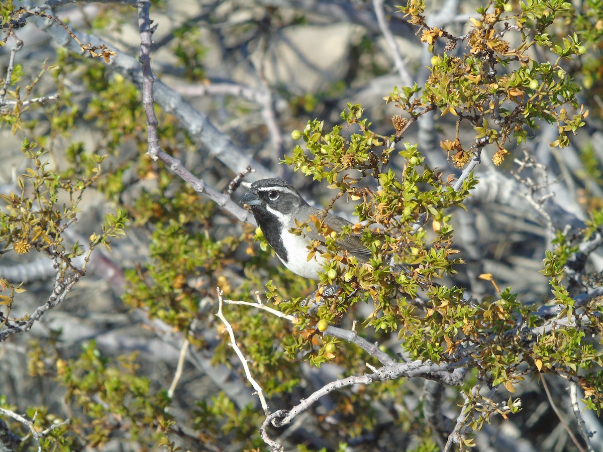 Black-throated Sparrow - ML640299646