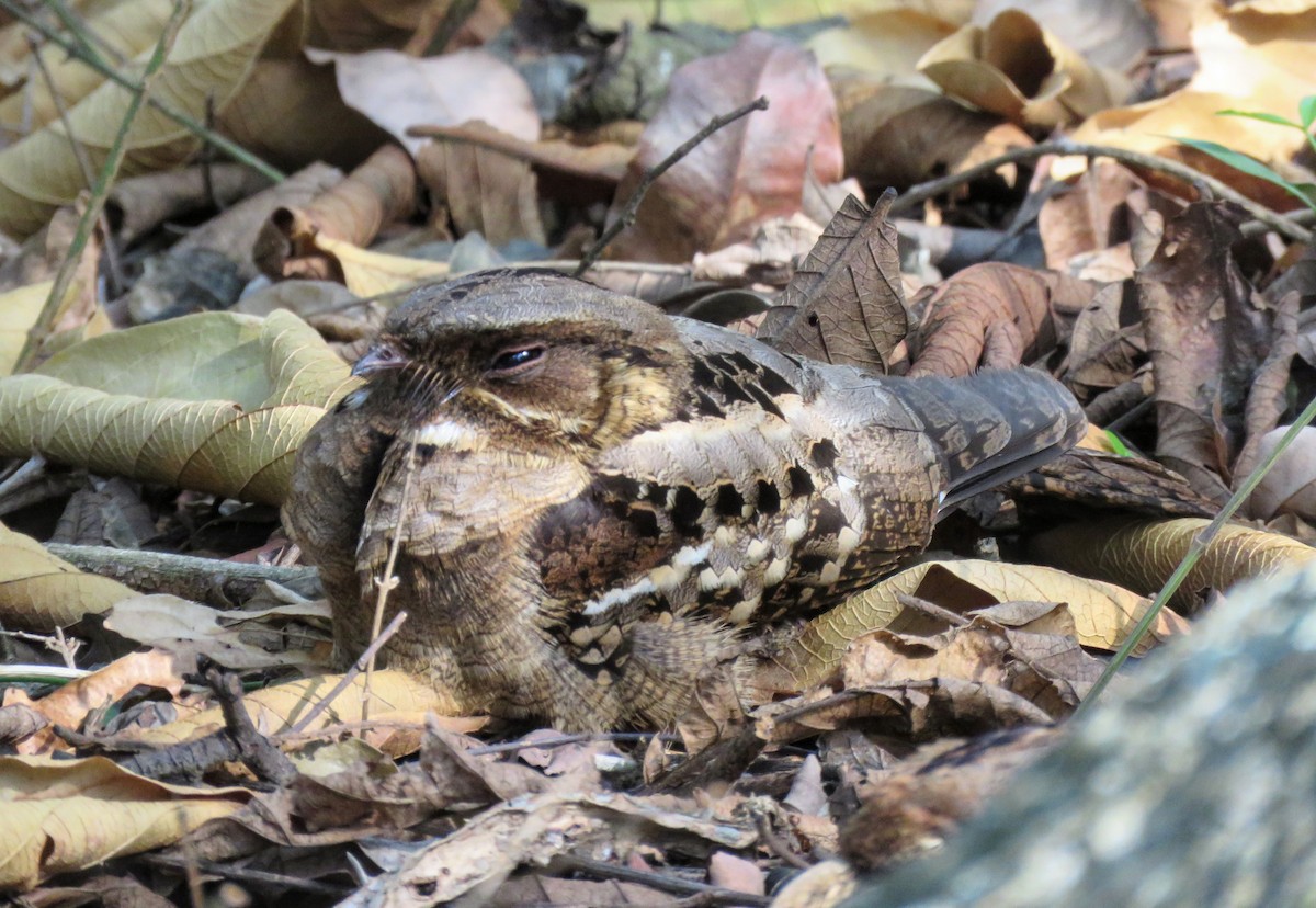 Fiery-necked Nightjar (Black-shouldered) - ML640299658
