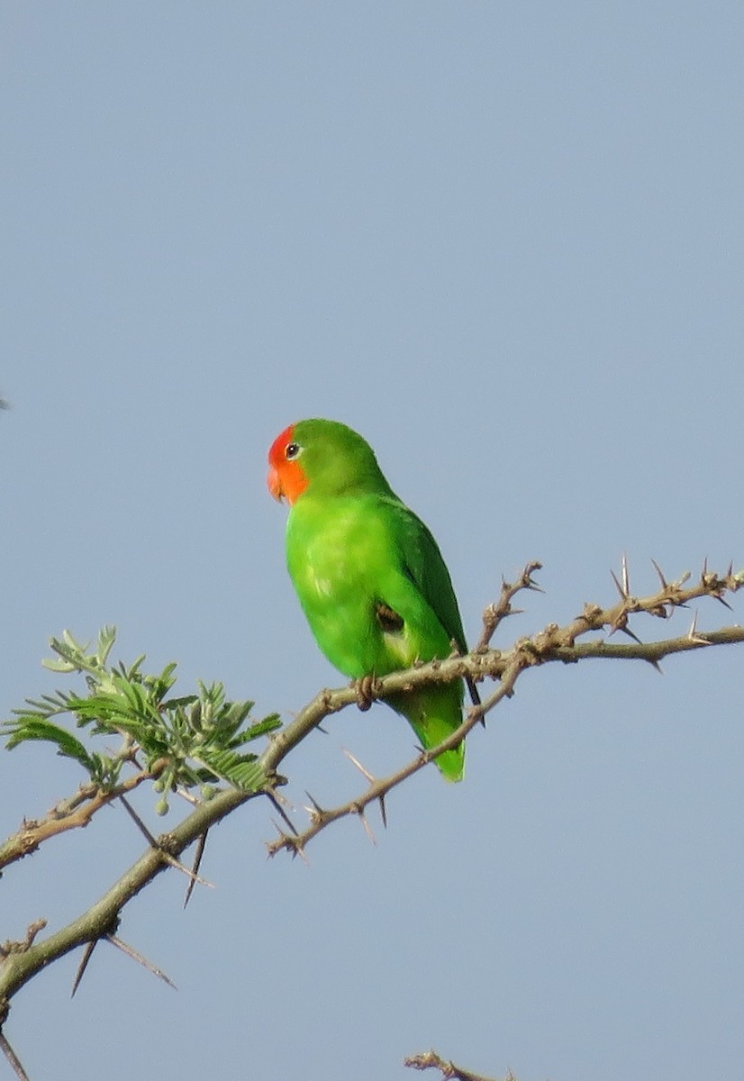 Red-headed Lovebird - ML640299715