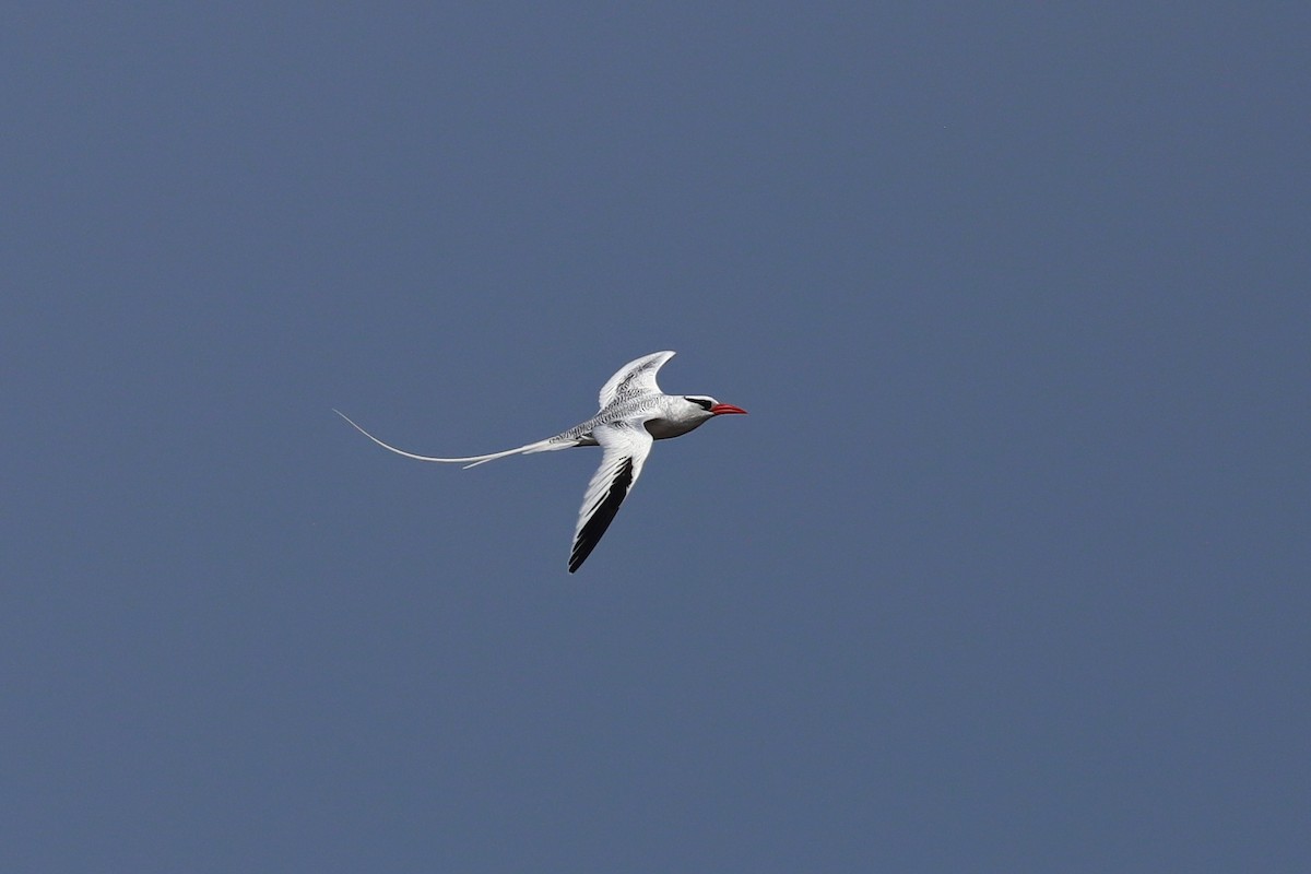 Red-billed Tropicbird - ML640299737