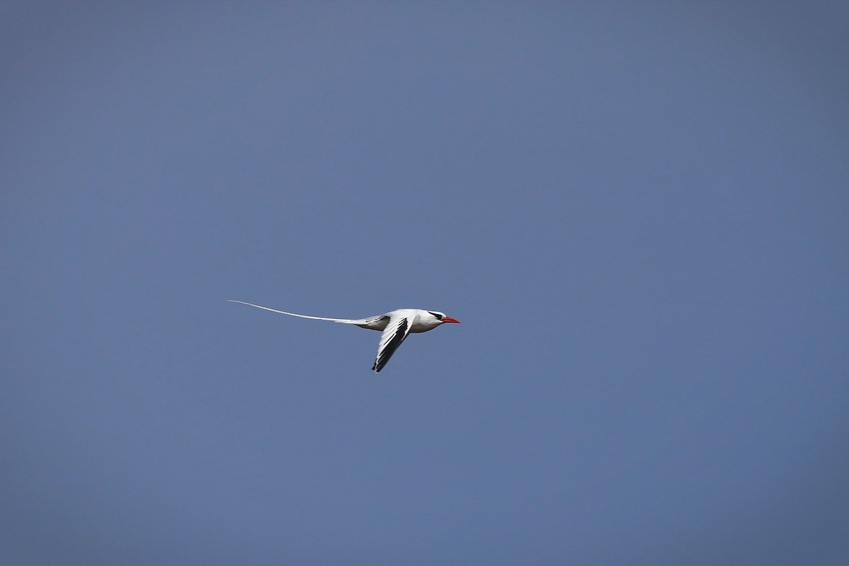 Red-billed Tropicbird - ML640299738