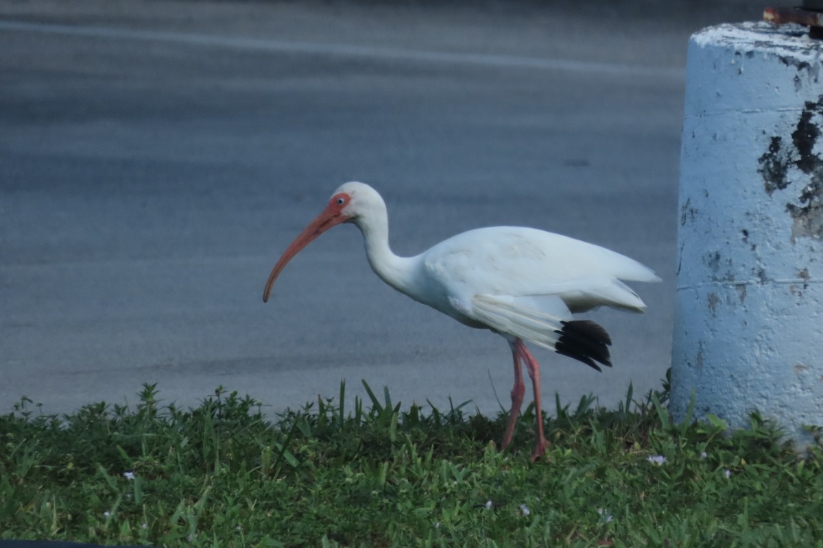 White Ibis - ML640299768