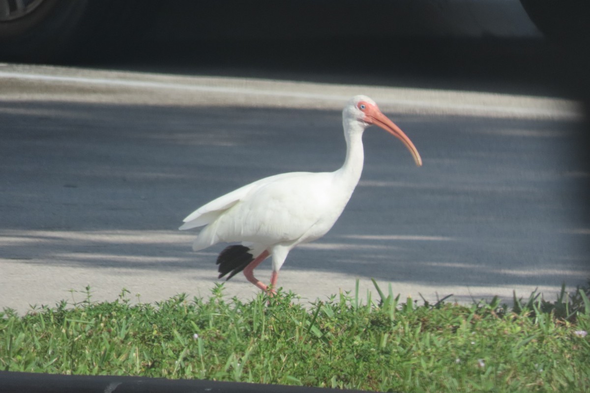 White Ibis - ML640299770