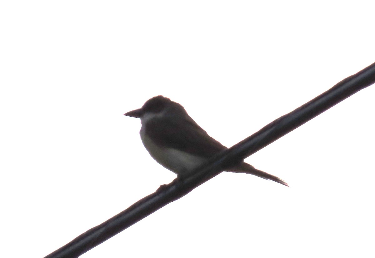 Thick-billed Kingbird - ML640299837
