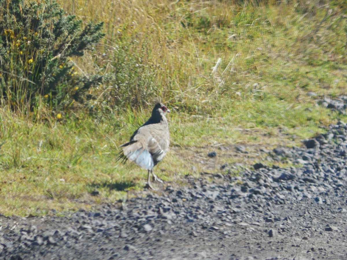 Kalij Pheasant - ML640299861