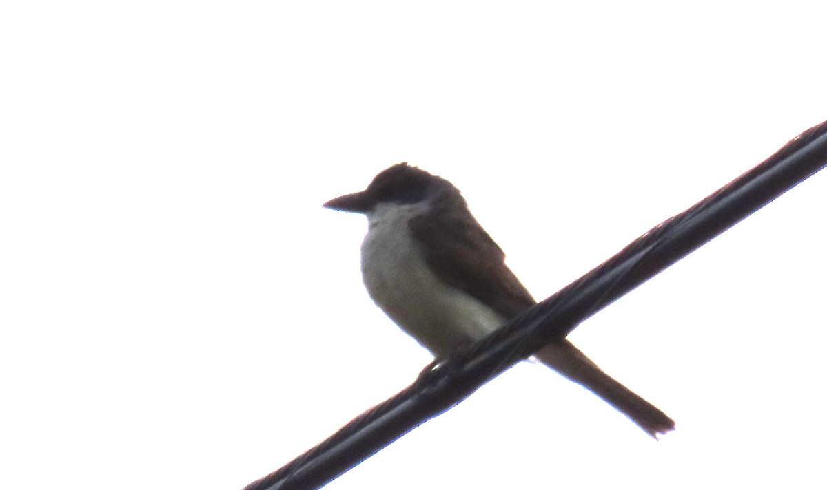 Thick-billed Kingbird - ML640299876