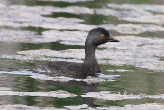 Least Grebe - ML640299884