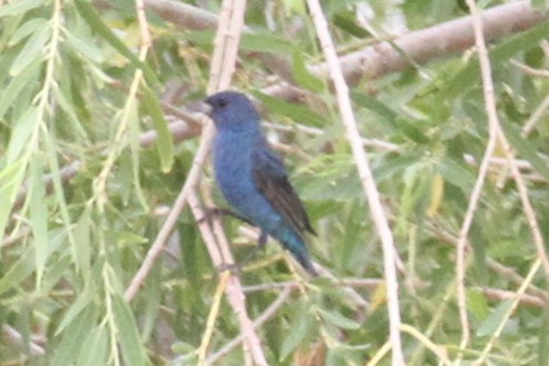 Indigo Bunting - ML640299893