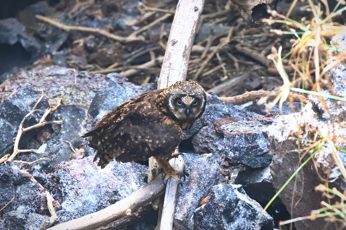 Болотная сова (galapagoensis) - ML640299934