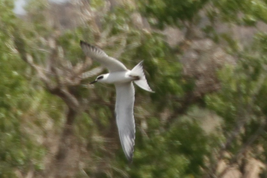 Forster's Tern - ML640299938