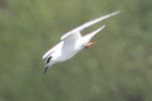 Forster's Tern - ML640299939