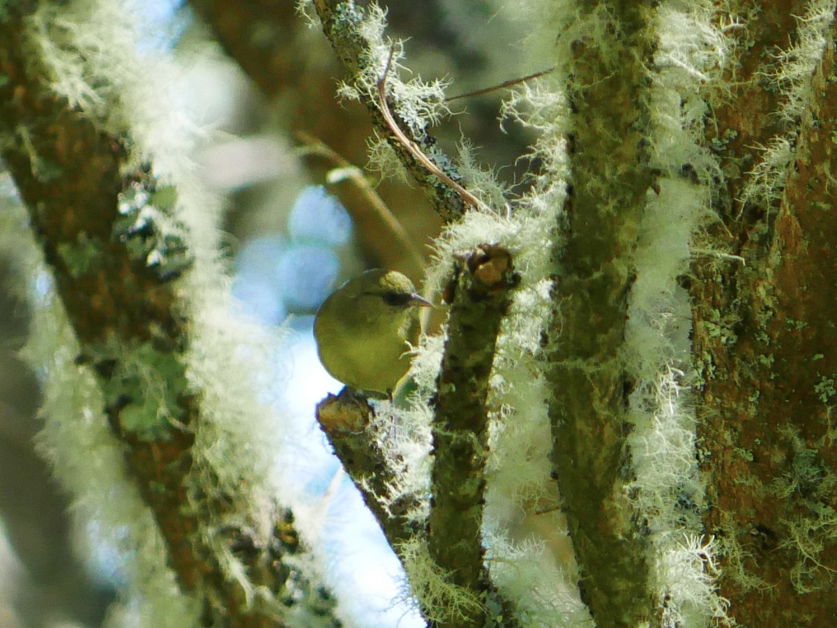 Hawaii Creeper - ML640299967