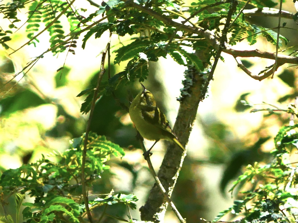 Hawaii Amakihi (Hawaii) - ML640299982