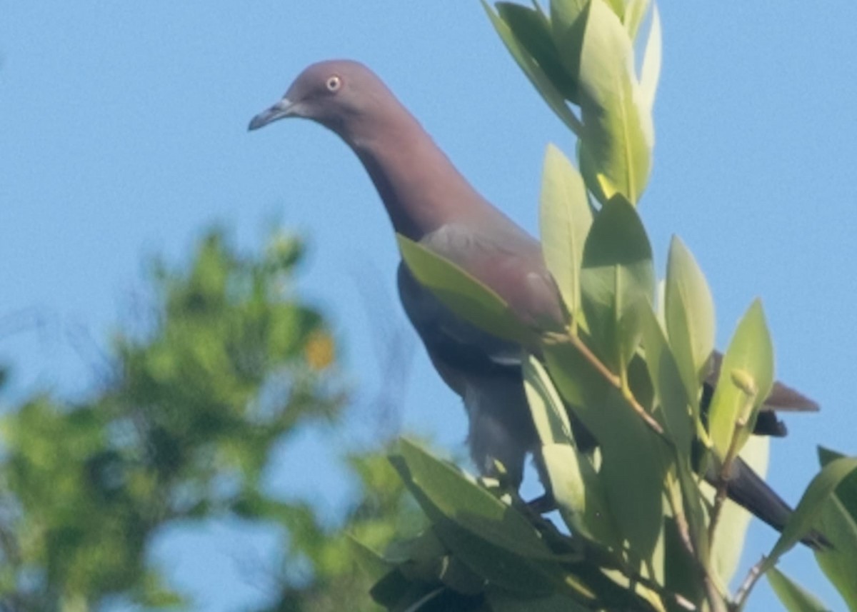 Plain Pigeon - ML640300017