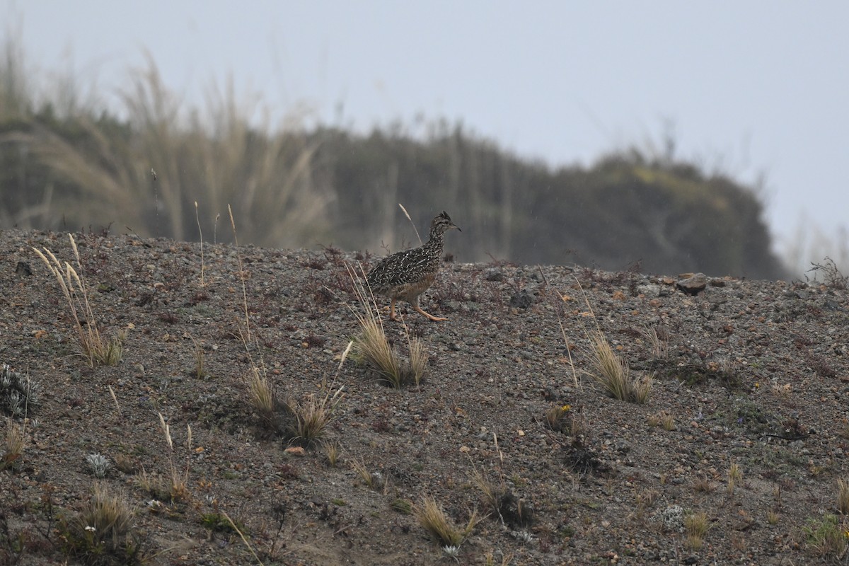 Tinamou curvirostre - ML640300125