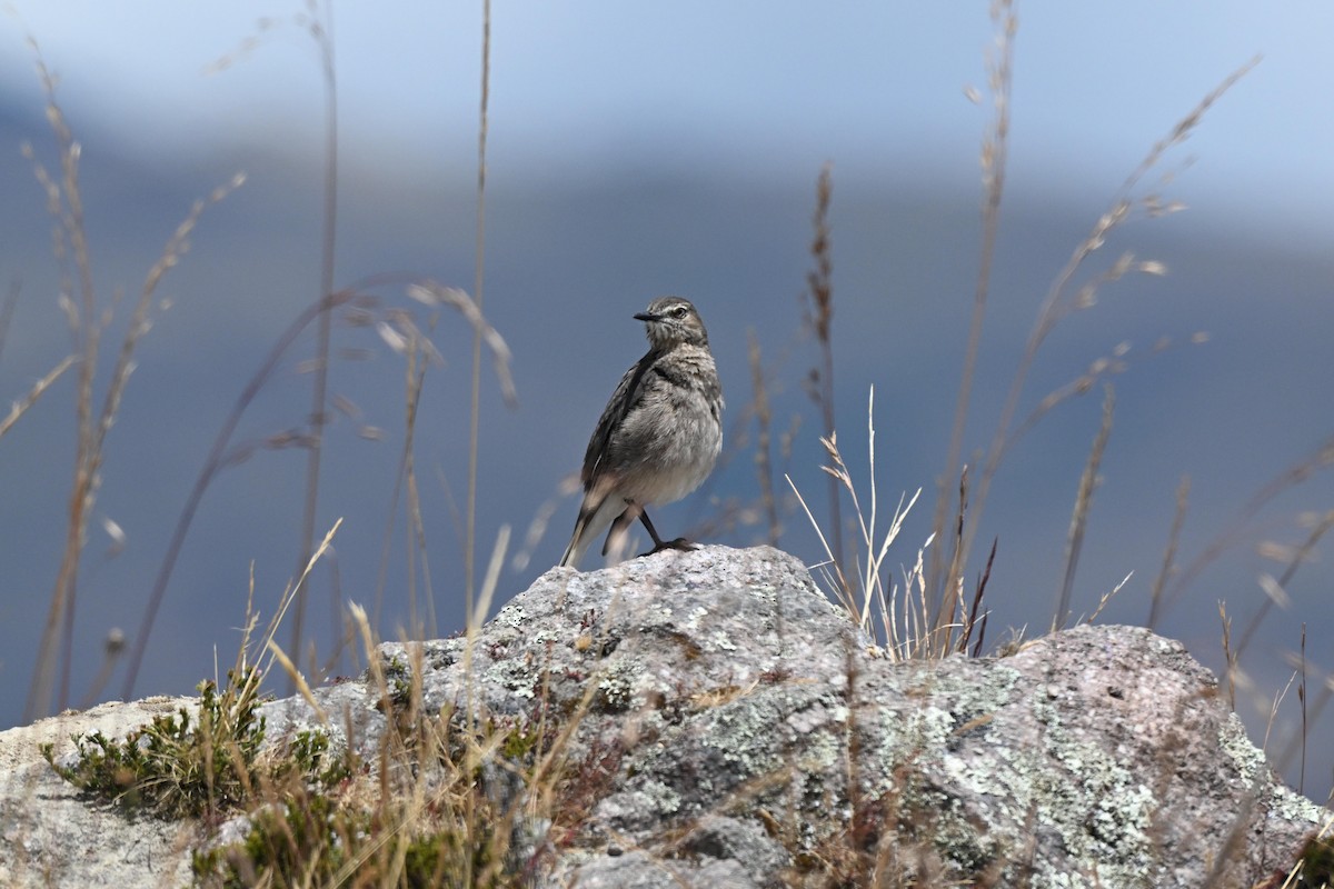 Black-billed Shrike-Tyrant - ML640300135