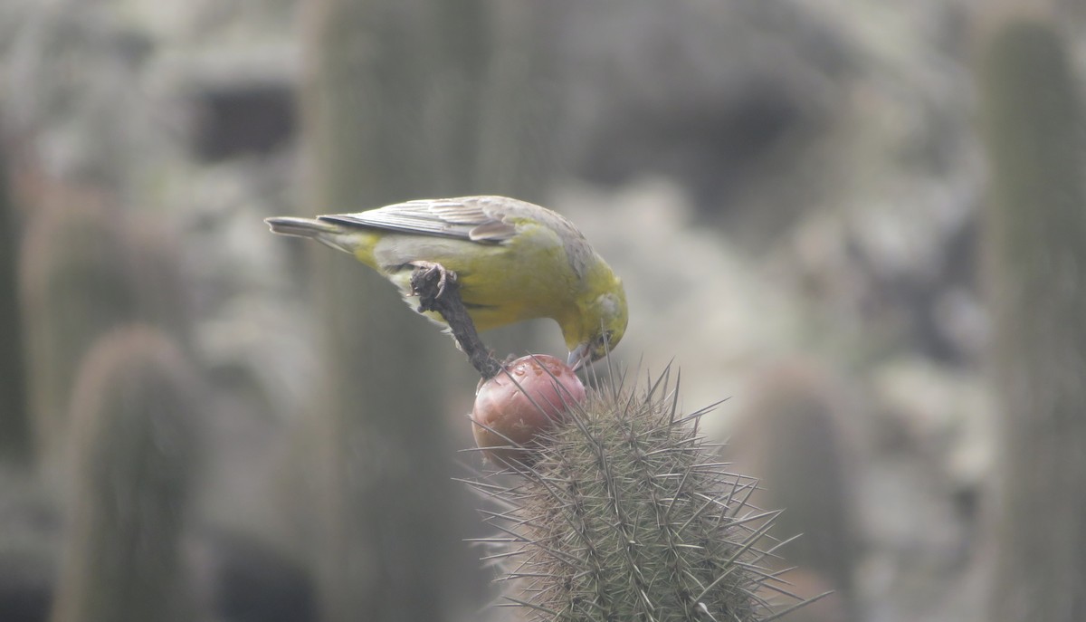 Raimondi's Yellow-Finch - ML640300139