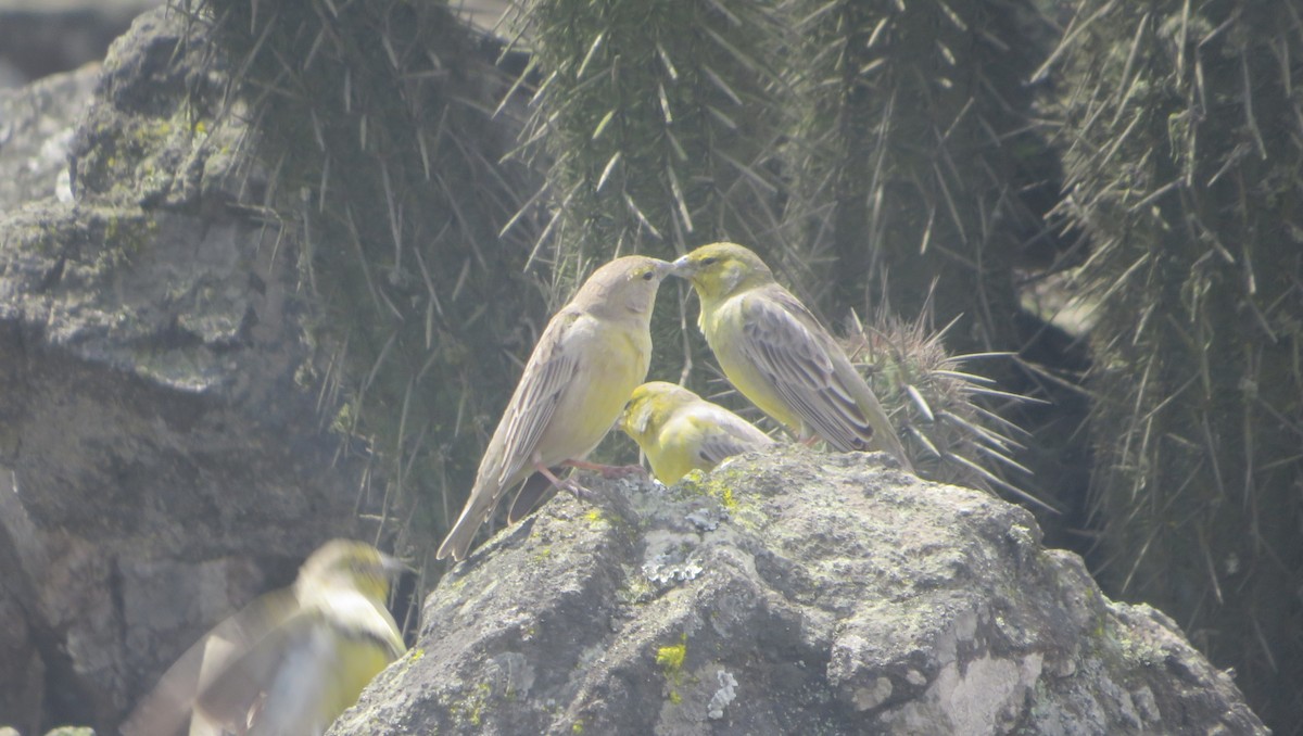 Raimondi's Yellow-Finch - ML640300144