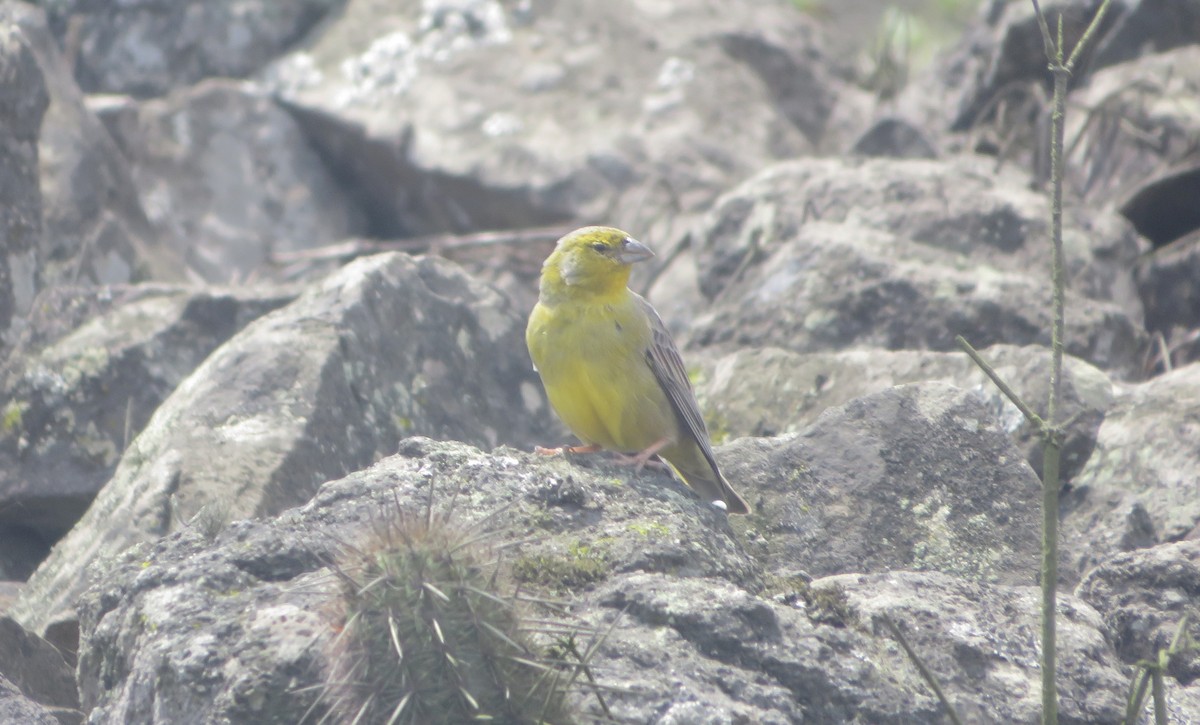 Raimondi's Yellow-Finch - ML640300145
